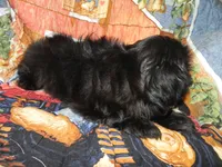 AKC Cricket, a female Shih Tzu for sale in Hillsboro, MO – 10 of 10