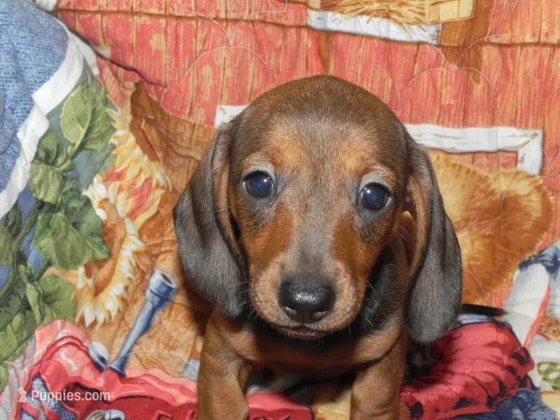 Annie – Miniature Dachshund puppy for sale in Hillsboro, MO