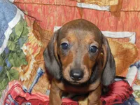 Annie, a female Miniature Dachshund for sale in Hillsboro, MO – 1 of 7