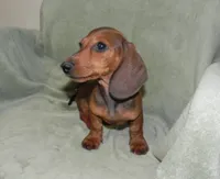 Atlas (ON HOLD), a male Miniature Dachshund for sale in Hillsboro, MO – 3 of 4