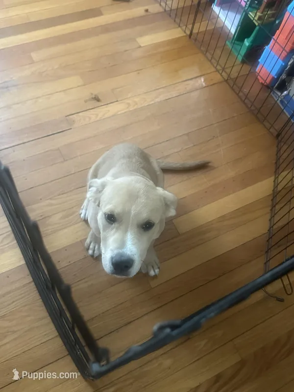 Chase  – American Pit Bull Terrier puppy for sale in Boston, MA