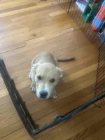 Chase , a male American Pit Bull Terrier for sale in Boston, MA – Photo 1 of 2