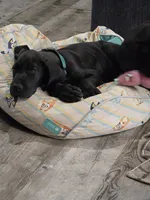 Blue collar, a male Great Dane for sale in Clarendon, PA – 2 of 5