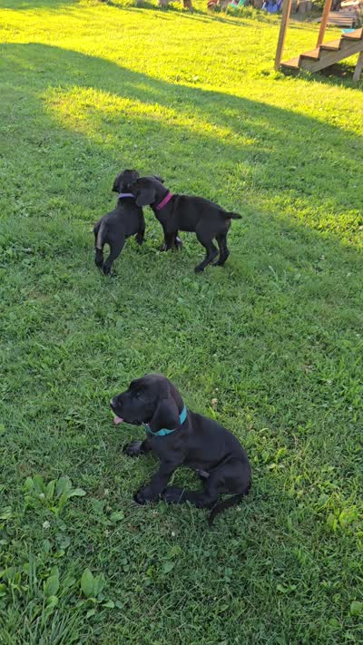 Blue collar, a male Great Dane for sale in Clarendon, PA – 5 of 5