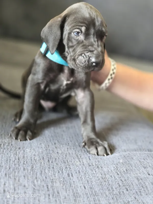Blue collar – Great Dane puppy for sale in Clarendon, PA