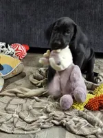 Red collar, a female Great Dane for sale in Clarendon, PA – 2 of 4