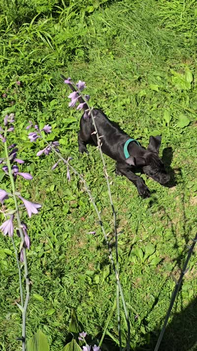 Blue collar, a male Great Dane for sale in Clarendon, PA – 3 of 5