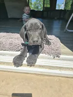 Blue collar, a male Great Dane for sale in Clarendon, PA – 4 of 5