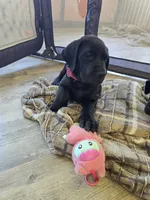 Red collar, a female Great Dane for sale in Clarendon, PA – 4 of 4