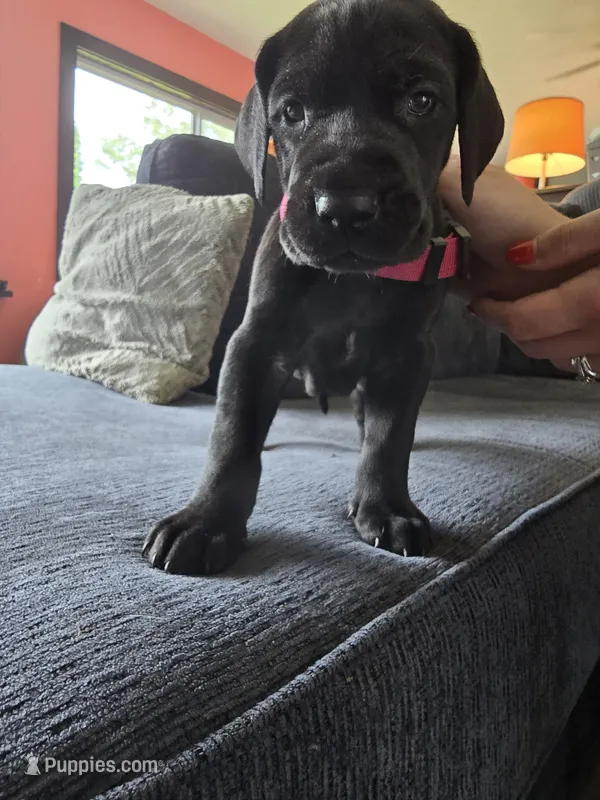 Red collar – Great Dane puppy for sale in Clarendon, PA