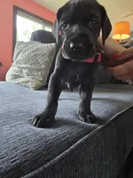Red collar, a female Great Dane for sale in Clarendon, PA – 1 of 4
