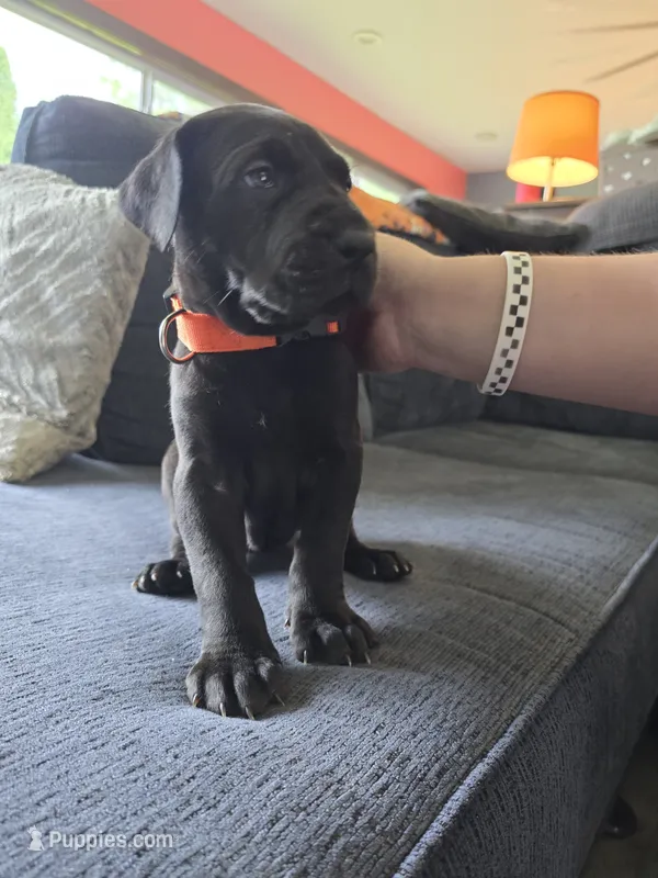 Orange collar  – Great Dane puppy for sale in Clarendon, PA