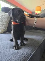 Orange collar , a female Great Dane for sale in Clarendon, PA – 1 of 1