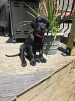 Red collar, a female Great Dane for sale in Clarendon, PA – 3 of 4
