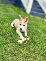 Max, a male Siberian Husky for sale in Indianapolis, IN – 1 of 5