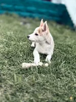 Max, a male Siberian Husky for sale in Indianapolis, IN – 5 of 5