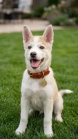 Max, a male Siberian Husky for sale in Indianapolis, IN – 2 of 5