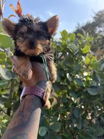 Princess Cinderella , a female Yorkshire Terrier for sale in West Palm Beach, FL – Photo 2 of 3