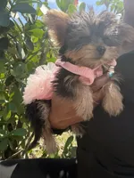 Princess Cinderella , a female Yorkshire Terrier for sale in West Palm Beach, FL – Photo 5 of 5