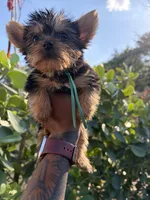 Princess Cinderella , a female Yorkshire Terrier for sale in West Palm Beach, FL – Photo 3 of 3