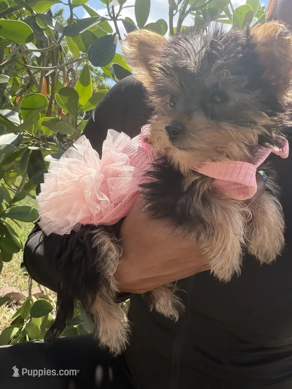 Princess Cinderella  – Yorkshire Terrier puppy for sale in West Palm Beach, FL