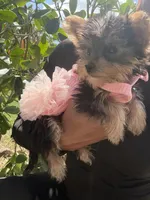 Princess Cinderella , a female Yorkshire Terrier for sale in West Palm Beach, FL – Photo 1 of 5