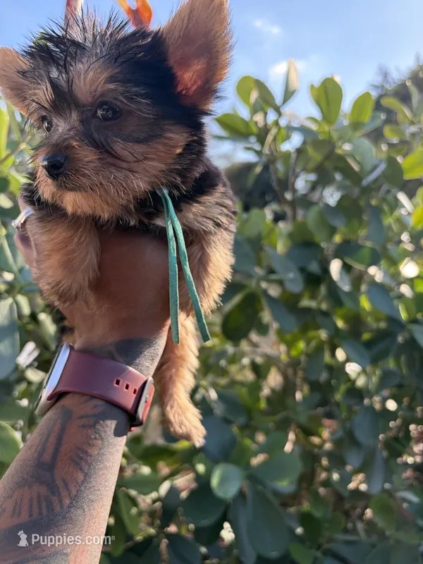 Princess Cinderella  – Yorkshire Terrier puppy for sale in West Palm Beach, FL