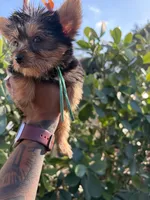 Princess Cinderella , a female Yorkshire Terrier for sale in West Palm Beach, FL – Photo 1 of 3