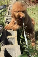 Dream, a female Poodle - Miniature  for sale in West Palm Beach, FL – Photo 4 of 4