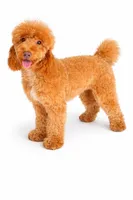 Dream, a female Poodle - Miniature  for sale in West Palm Beach, FL – Photo 3 of 4