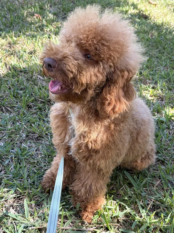 Dream, a female Poodle - Miniature  for sale in West Palm Beach, FL – Photo 1 of 4