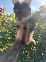 Princess Moana, a female Yorkshire Terrier for sale in West Palm Beach, FL – Photo 3 of 3