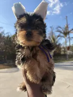 Princess Moana, a female Yorkshire Terrier for sale in West Palm Beach, FL – Photo 2 of 3