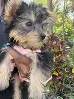 Princess Belle , a female Yorkshire Terrier for sale in West Palm Beach, FL – Photo 5 of 5