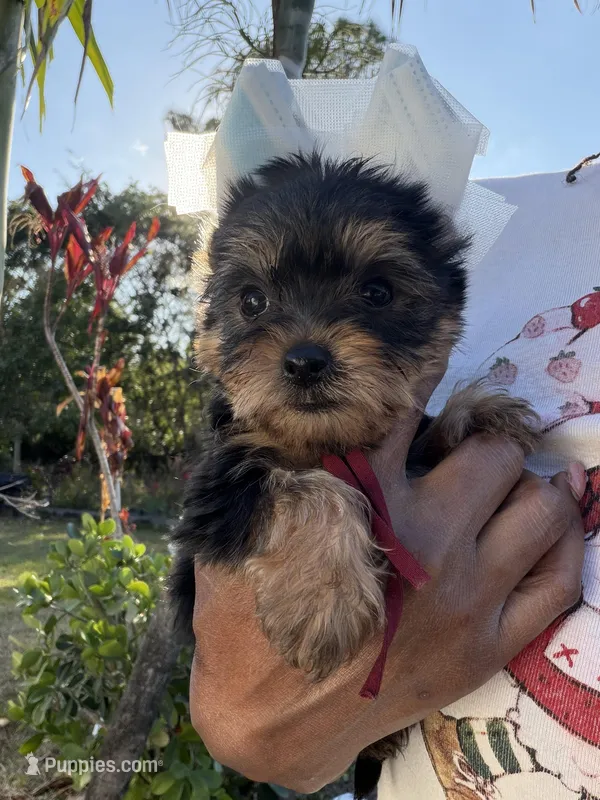 Belle  – Yorkshire Terrier puppy for sale in West Palm Beach, FL