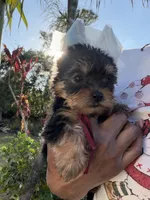 Belle , a female Yorkshire Terrier for sale in West Palm Beach, FL – Photo 2 of 3