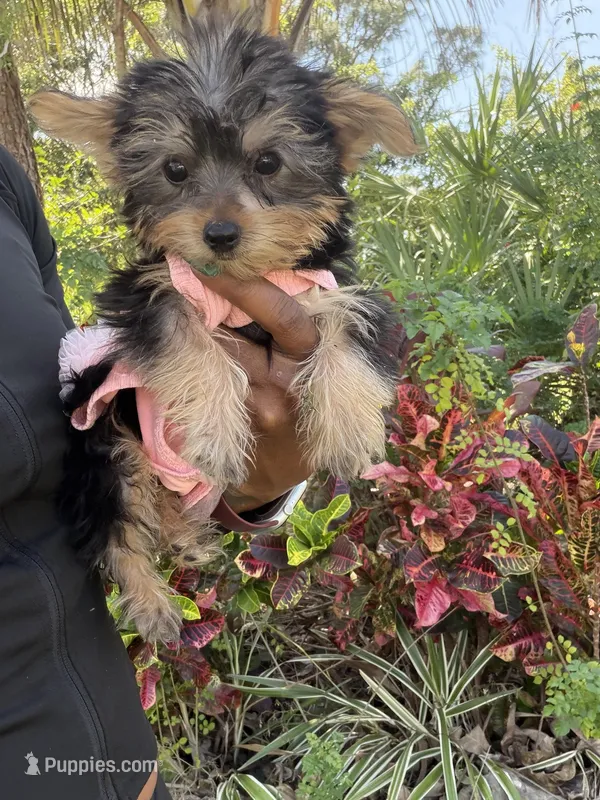 Princess Belle  – Yorkshire Terrier puppy for sale in West Palm Beach, FL