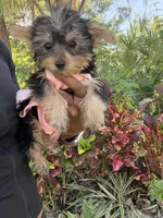 Princess Belle , a female Yorkshire Terrier for sale in West Palm Beach, FL – Photo 1 of 5