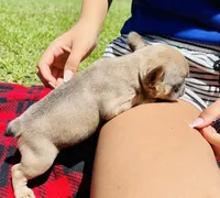 Carter, a female French Bulldog for sale in Lake City, FL – 5 of 6