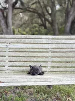 Cierra, a female French Bulldog for sale in Lake City, FL – 4 of 5