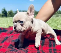 Claire, a female French Bulldog for sale in Lake City, FL – 4 of 10
