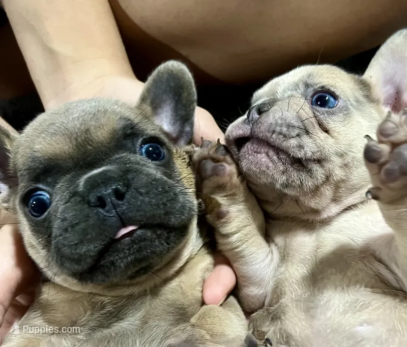 Carter – French Bulldog puppy for sale in Lake City, FL