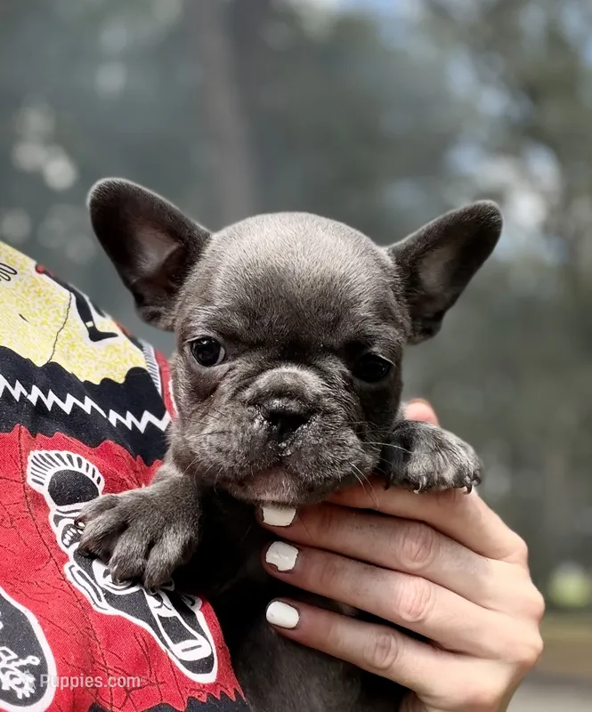 Cierra – French Bulldog puppy for sale in Lake City, FL