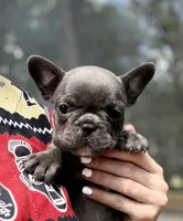 Cierra, a female French Bulldog for sale in Lake City, FL – 1 of 5