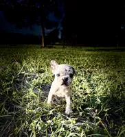 Candy, a female French Bulldog for sale in Lake City, FL – 3 of 4