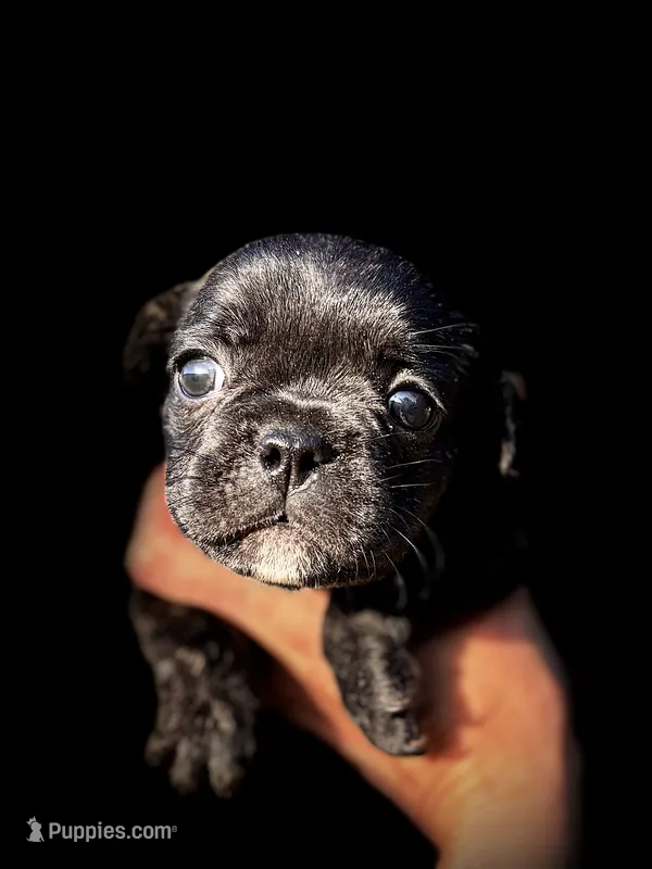 Bently – French Bulldog puppy for sale in Lake City, FL