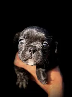 Bently, a male French Bulldog for sale in Lake City, FL – 1 of 3