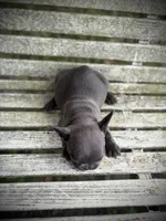 Cierra, a female French Bulldog for sale in Lake City, FL – 5 of 5