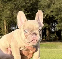 Claire, a female French Bulldog for sale in Lake City, FL – 3 of 10