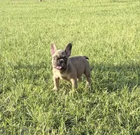 Carter, a female French Bulldog for sale in Lake City, FL – 2 of 6